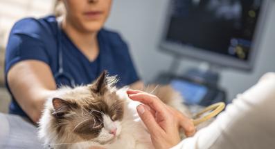 котка при ветеринар