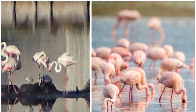 ФЛАМИНГО - КРАЙ БУРГАС: Преброиха над 4000 розови фламинги!