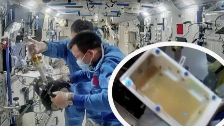 мухи космос