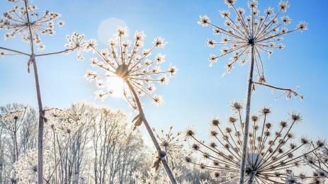 слънчева зима зима слънце прогноза време