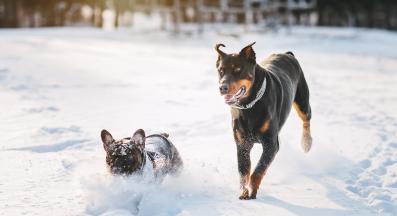 куче палто зима