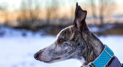 куче палто зима