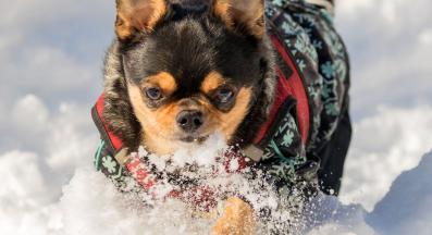 куче палто зима