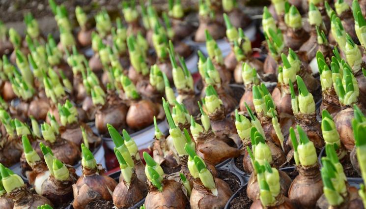 d - Агро Телеграф: За да цъфтят напролет, съхраняваме луковиците на сухо през декември