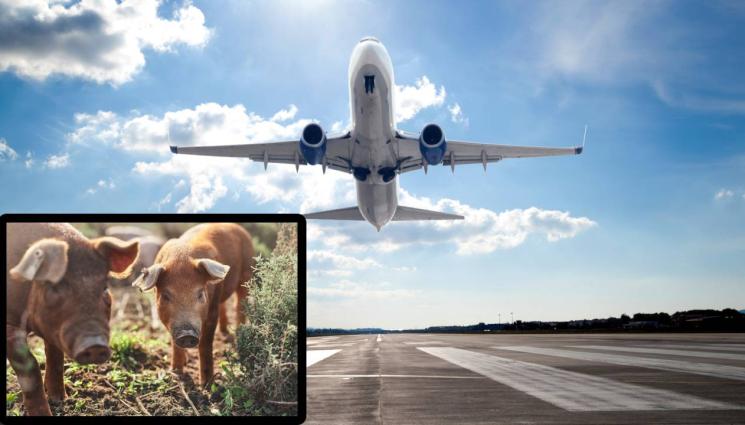 с - НЕВЕРОЯТНО, НО ФАКТ: Прасета предизвикаха аварийно кацане!