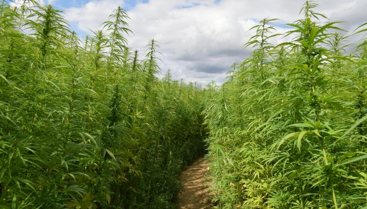 трева - СПЕЦАКЦИЯ: Разбиха модерна лаборатория за трева!