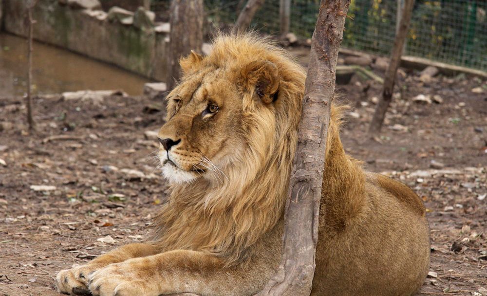 лъв зоопарк Стара Загора