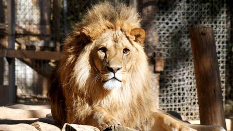 лъв зоопарк Стара Загора