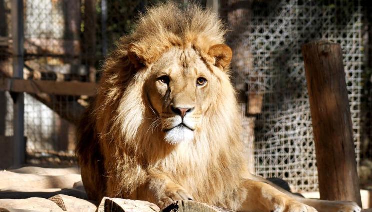 лъв зоопарк Стара Загора - СКРЪБНА ВЕСТ: Лъвът Симбанажи от зоопарка в Стара Загора почина!