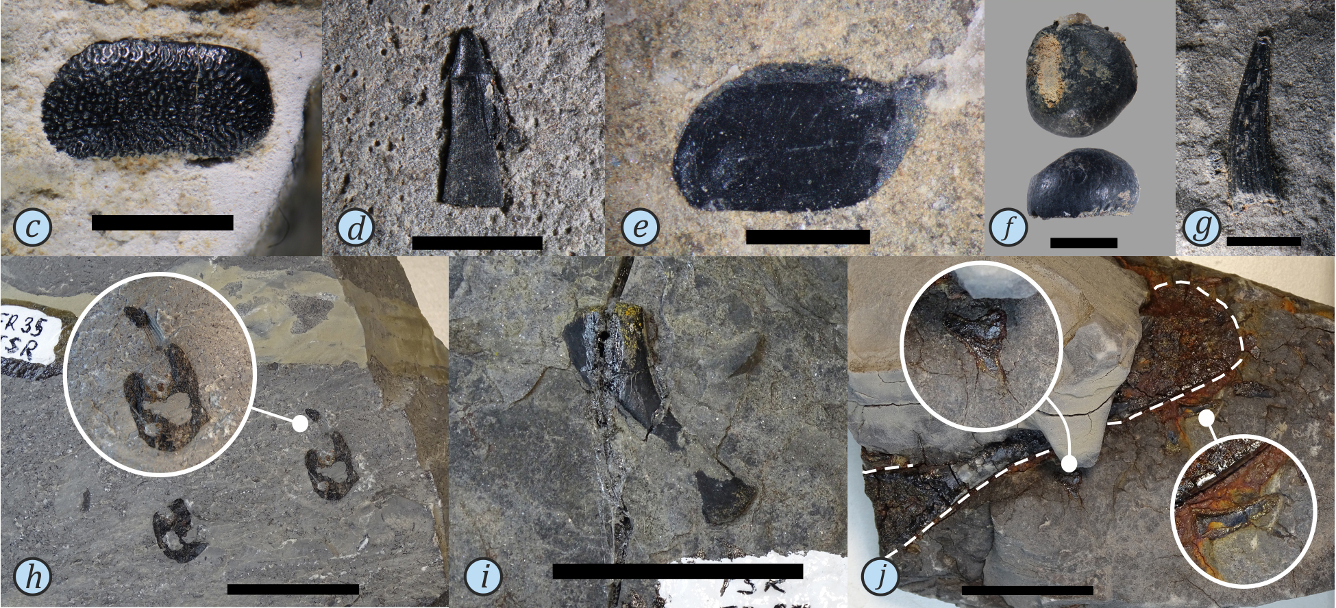 зъб от акула