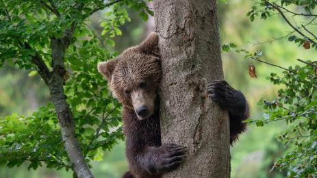 мечка на дърво