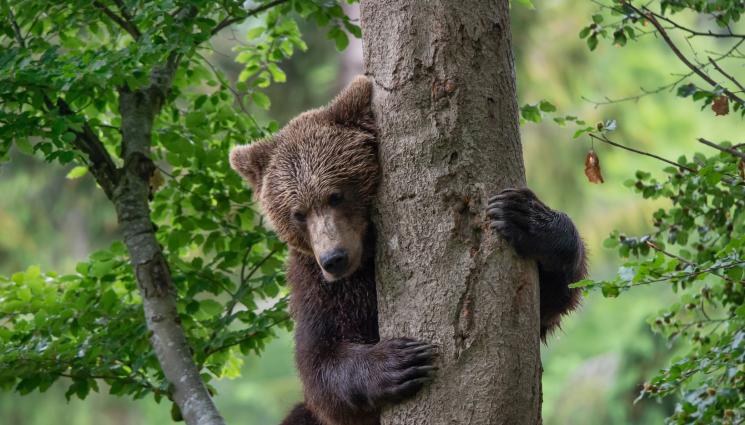 мечка на дърво - НА КОСЪМ ОТ СМЪРТТА: Смелчага прогони мечка с рев