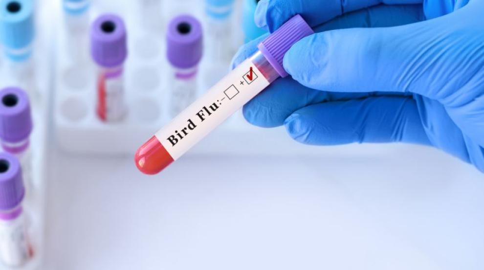 Първи случай на птичи грип при човек е регистриран в Италия