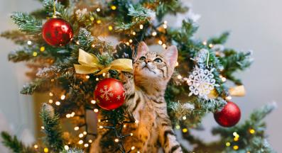 домашна котка и елха