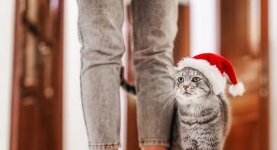 домашна котка и стопани в празнична обстановка