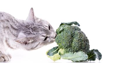 котка и зеленчуци