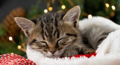 домашна котка през зимата