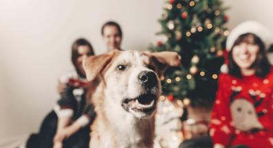 куче Коледа
