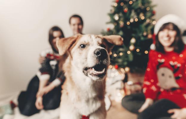 куче Коледа