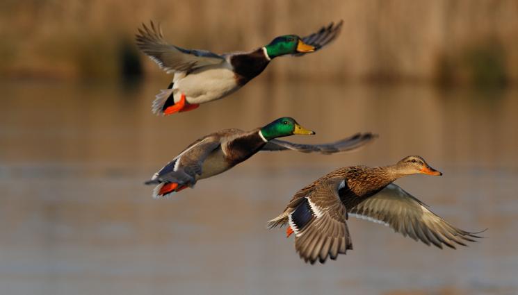 дива патица - НЕВЕРОЯТНО, НО ФАКТ: Всевиждащото око на дивите патици!