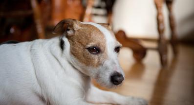 куче операция