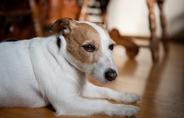 куче операция