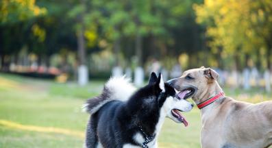 Сибирско хъски