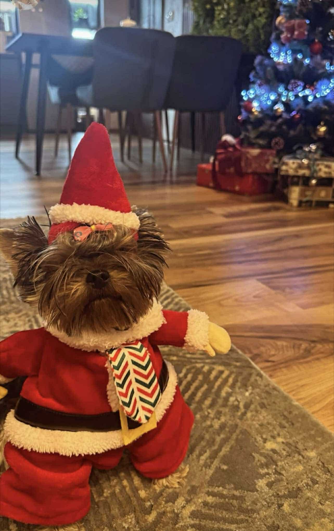 звезди Коледа