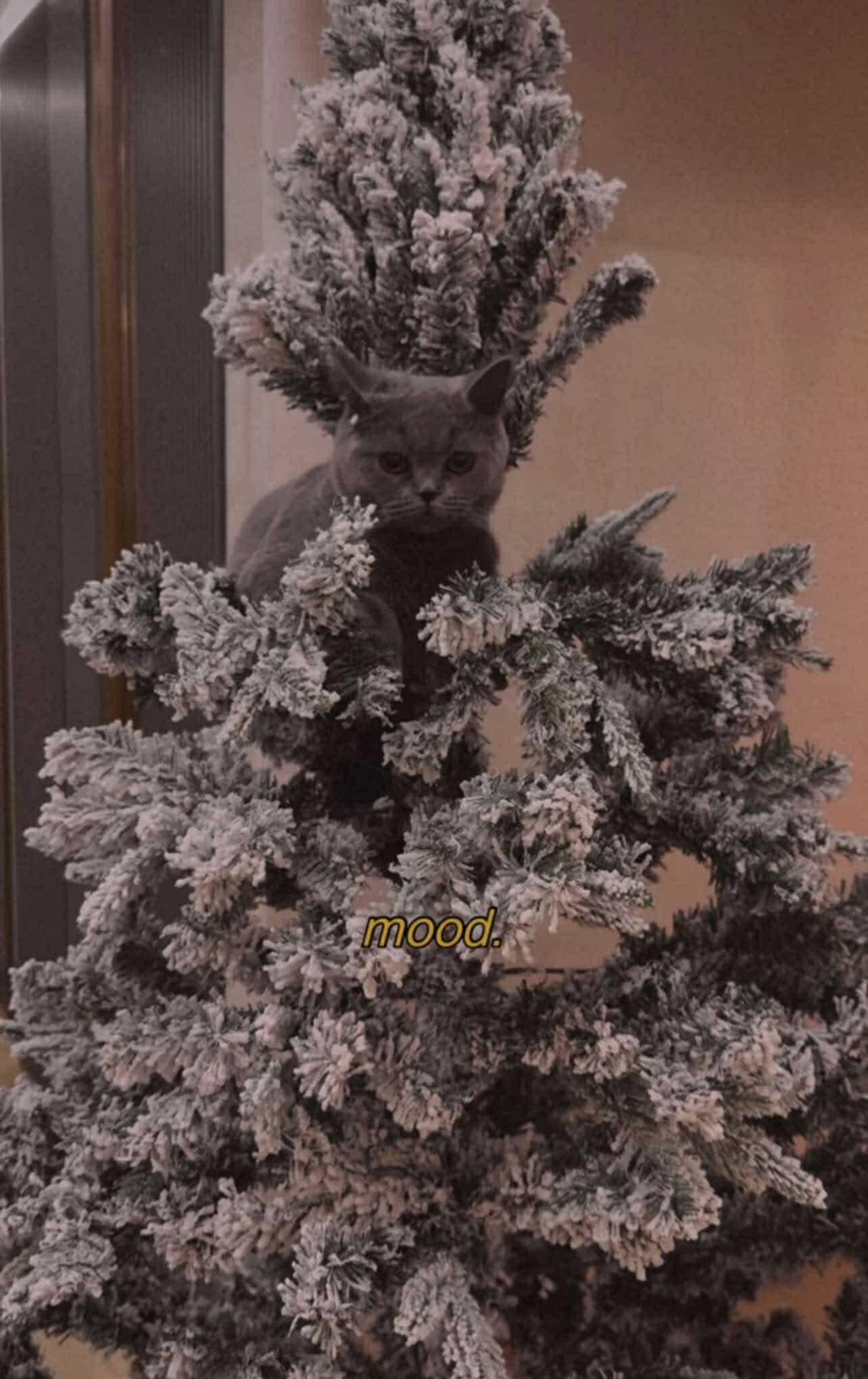 звезди Коледа