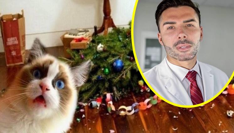 домашни любимци елхи - Д-р Евгени Евтимов: Как да направим украсата безопасна за домашните любимци