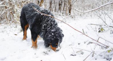 куче души сняг