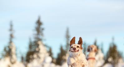 куче играе сняг