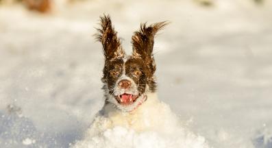 куче играе сняг