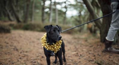 куче Коледа