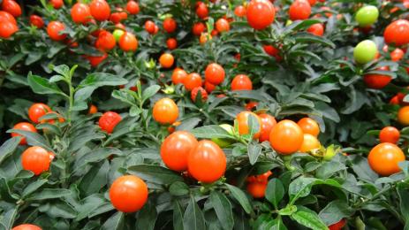 коледна череша