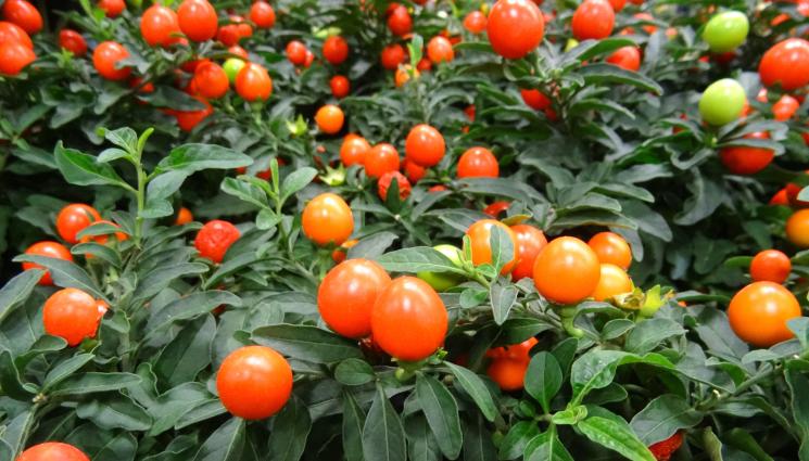  коледна череша - Агро Телеграф: Коледна череша и хипеаструм красят празничния дом 