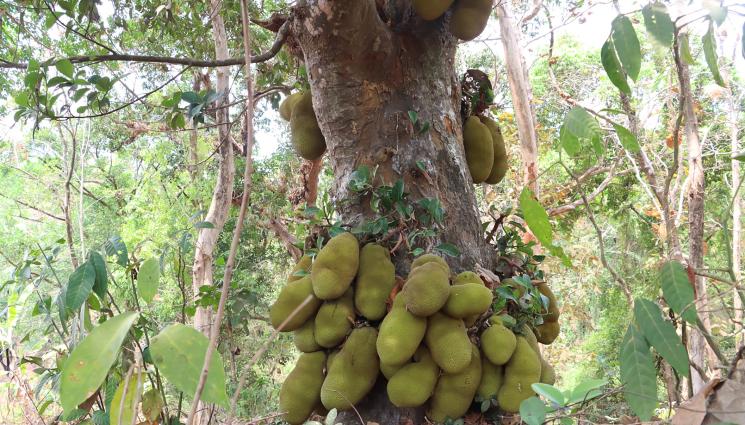 джакфрут - Агро Телеграф: Най-големият плод замества месото