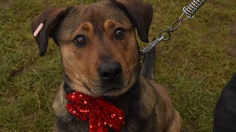 Осинови Питбул