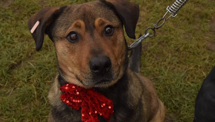 Осинови Питбул - ЗА КОЛЕДА: Кучетата в приюта в Горни Богров участваха във фотосесия (СНИМКИ)