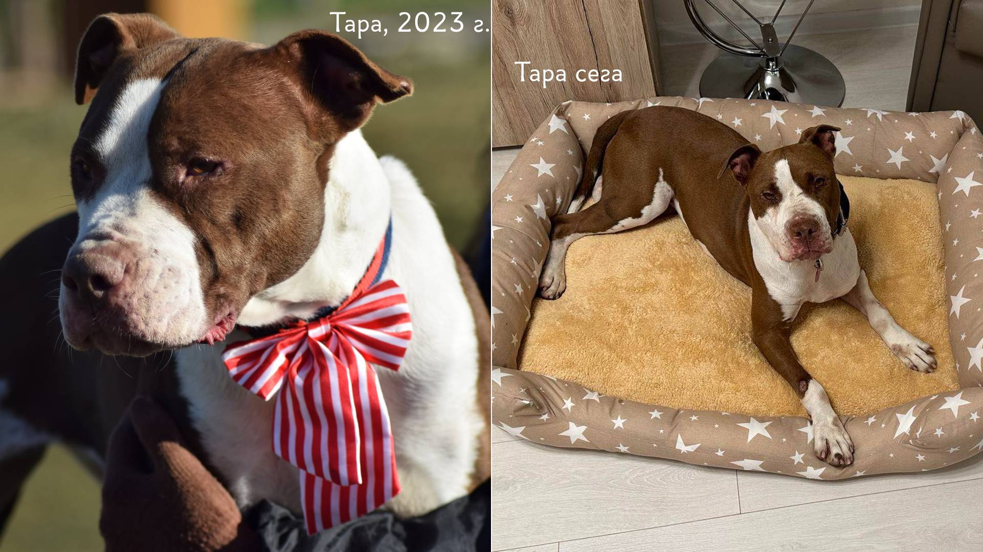 Осинови Питбул