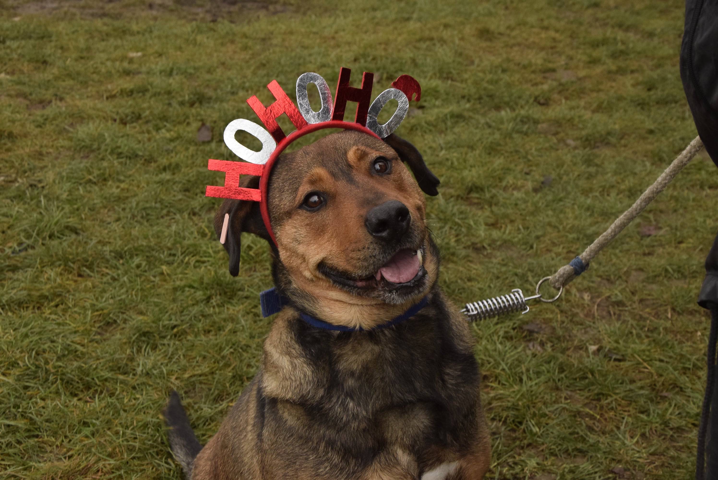 Осинови Питбул