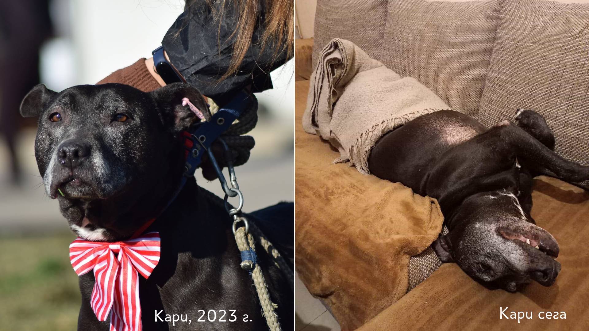 Осинови Питбул