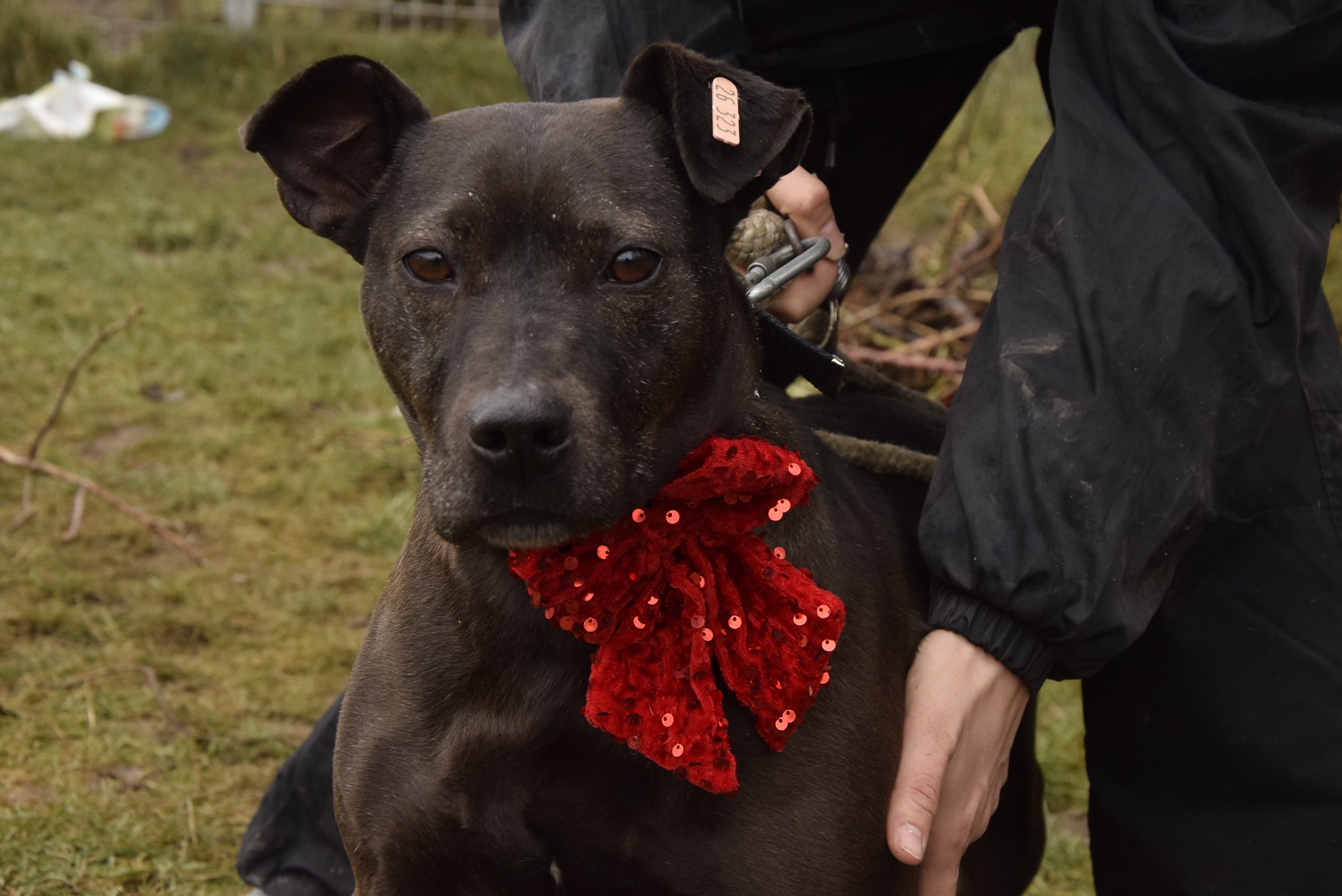 Осинови Питбул