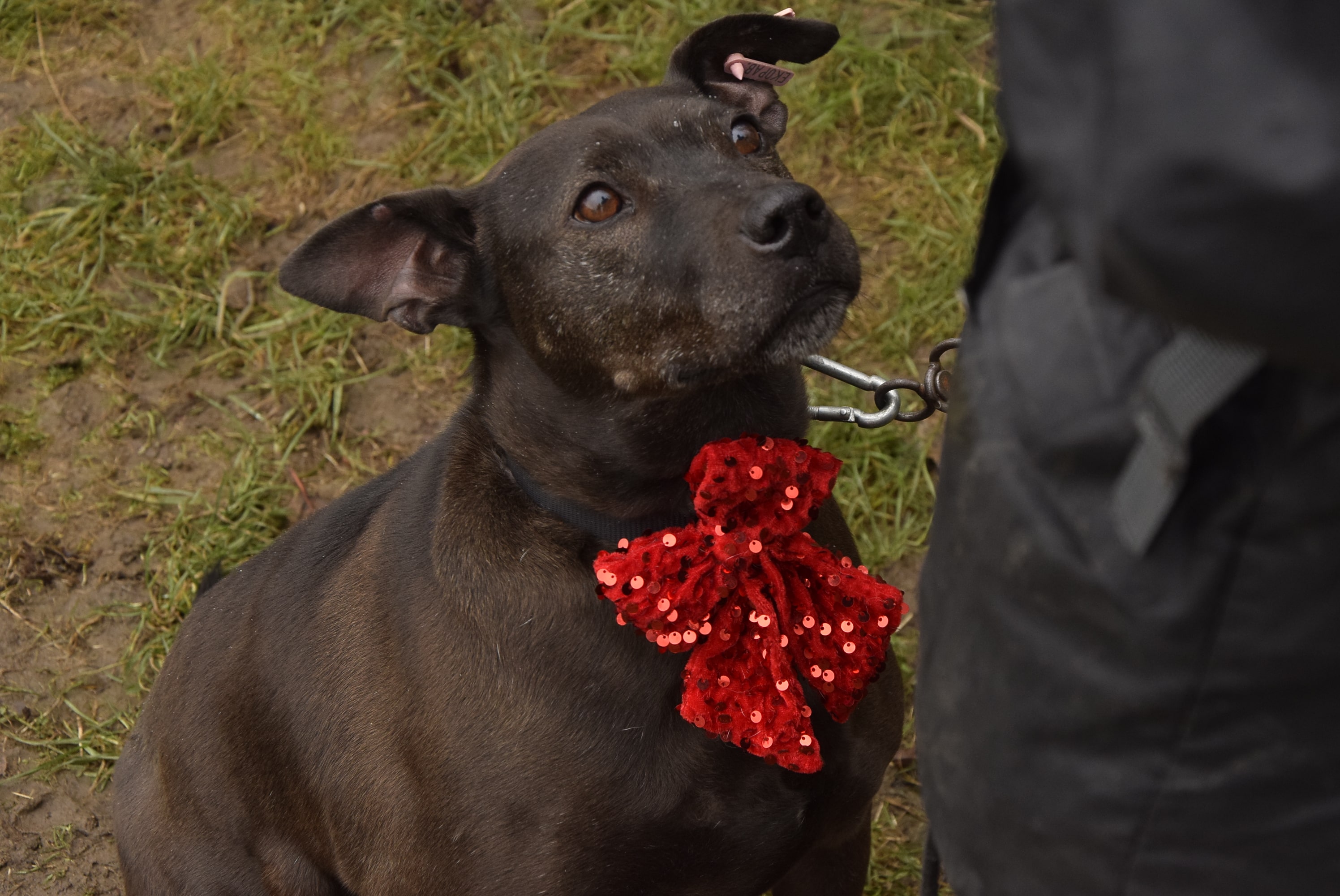 Осинови Питбул