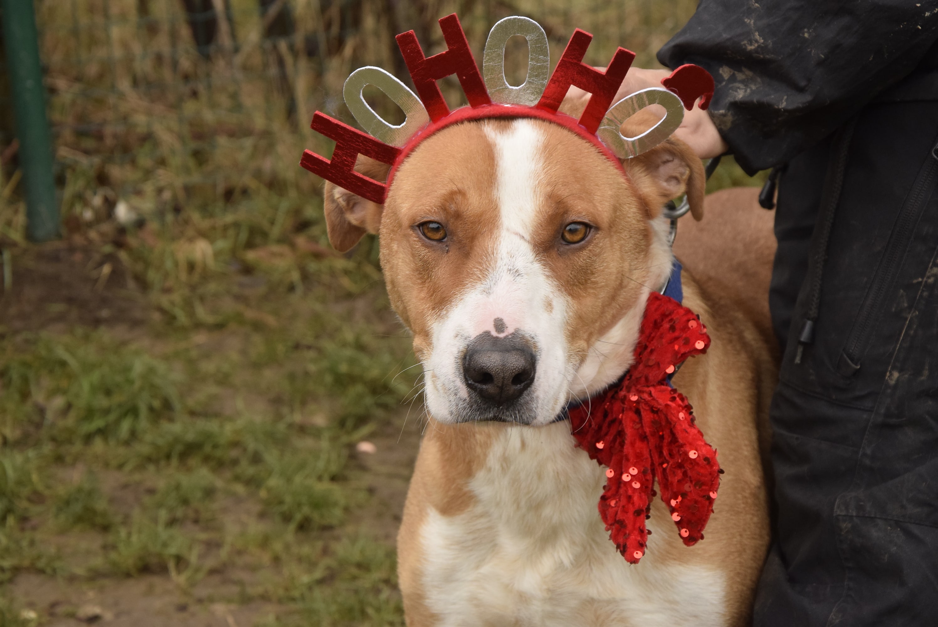 Осинови Питбул