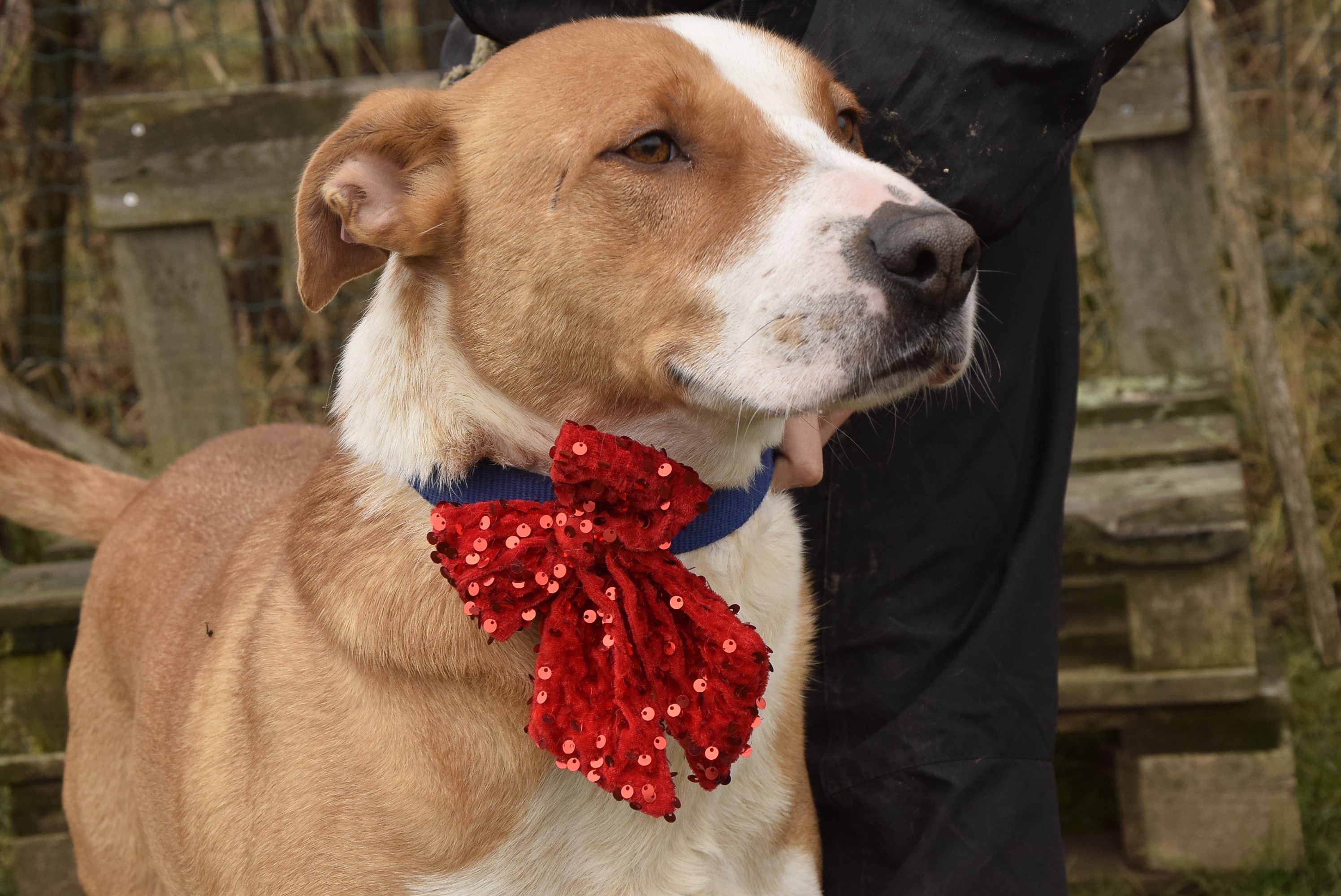 Осинови Питбул