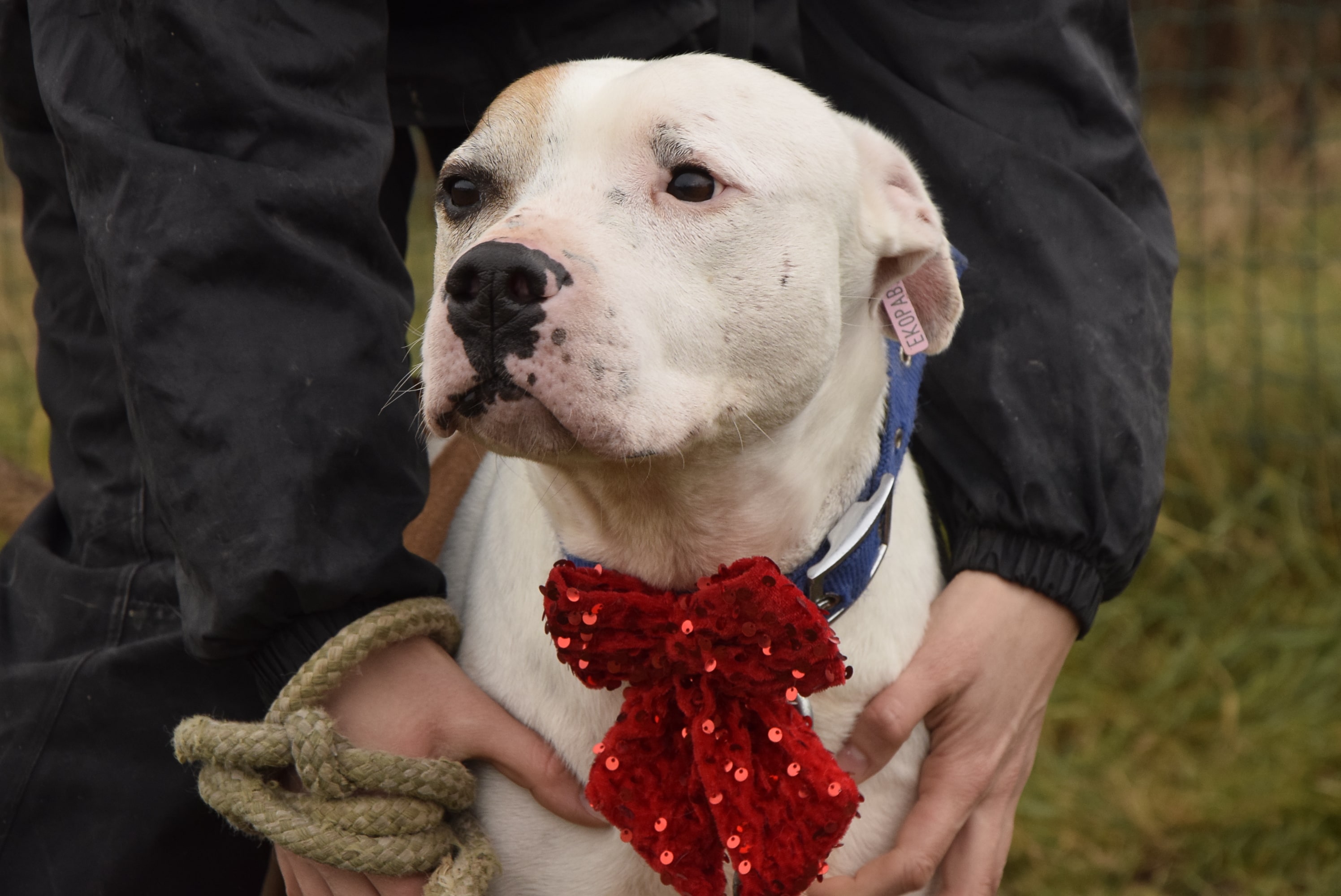 Осинови Питбул