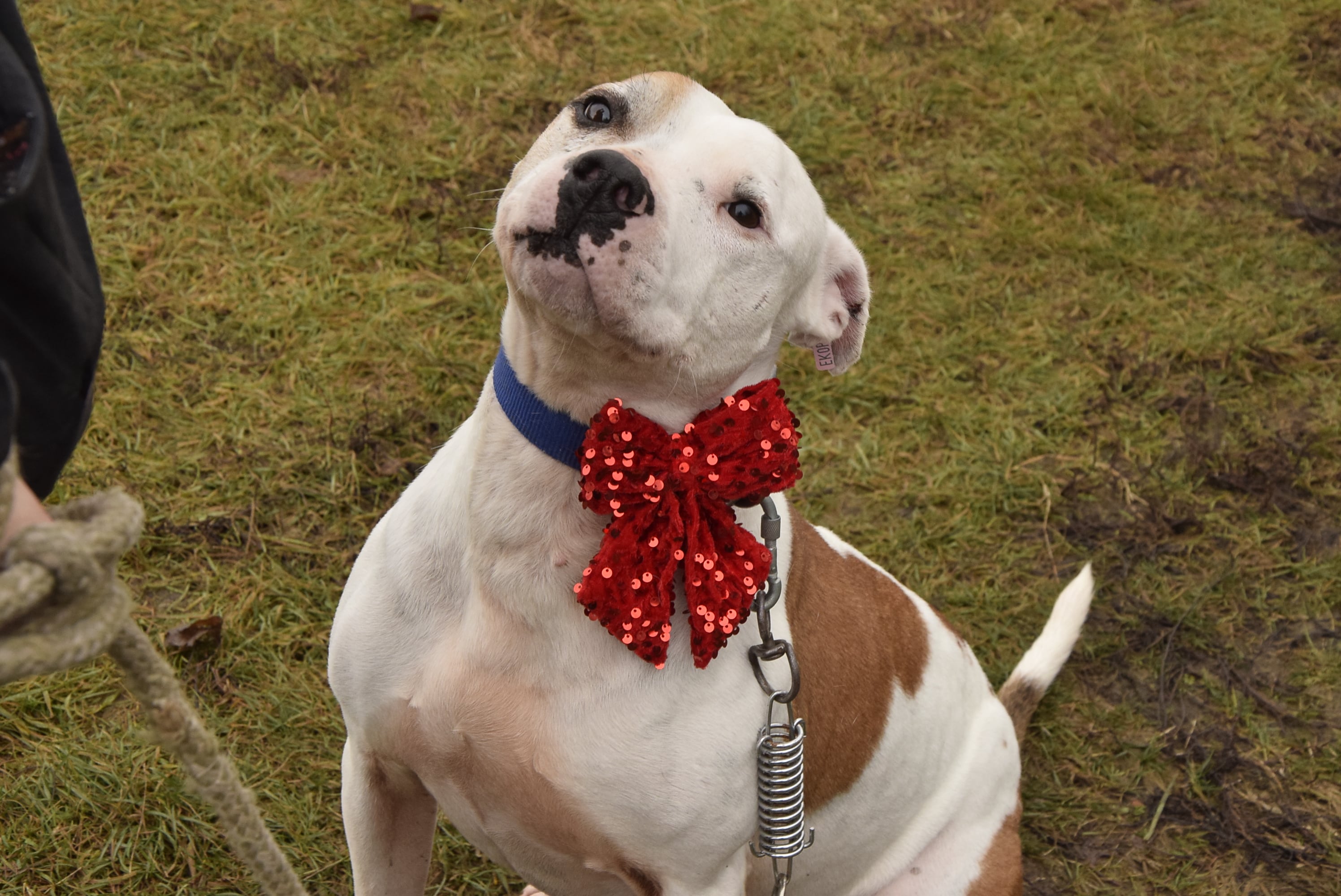 Осинови Питбул