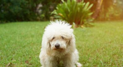 куче изпражнения