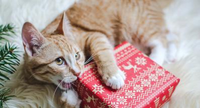 котка по време на празници